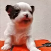 チワワ(ロング)