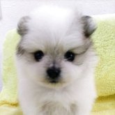 ポメラニアン