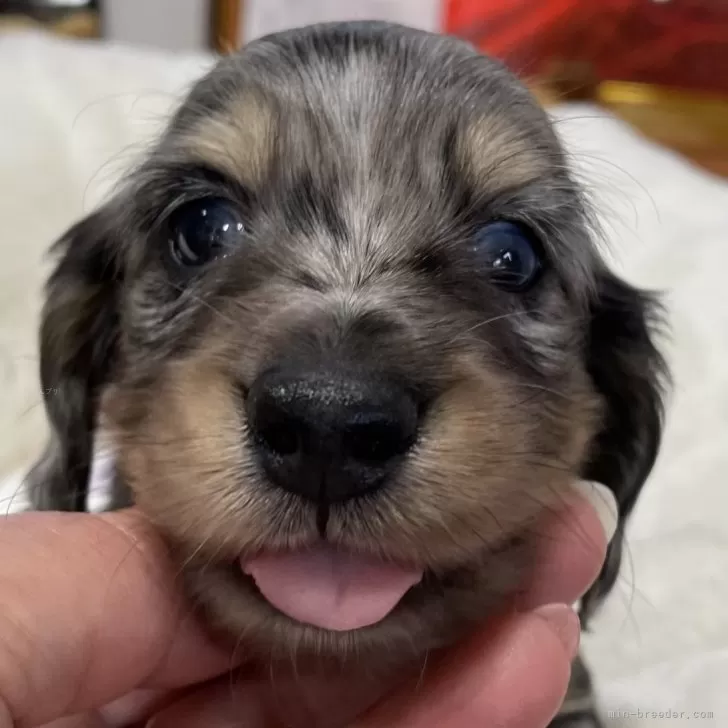 ID:2402-01087の子犬