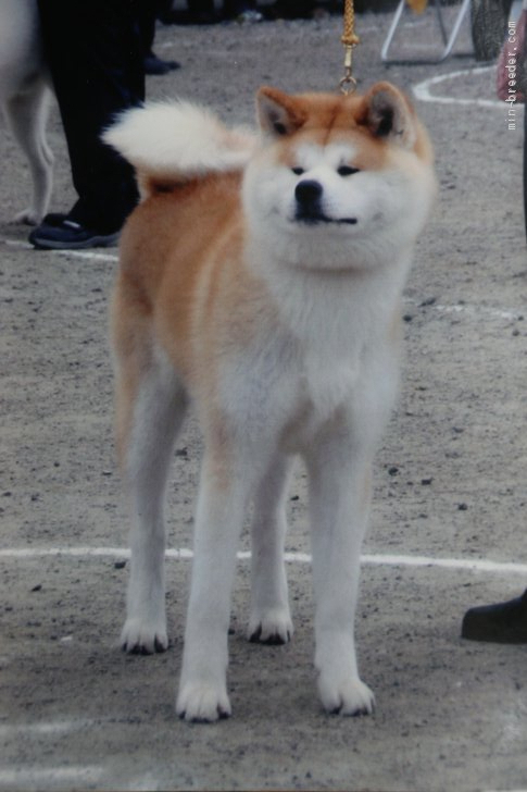 秋田県でおすすめの秋田犬のブリーダー特集 みんなのペットライフ