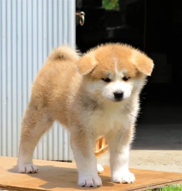 ID:2205-01043の子犬