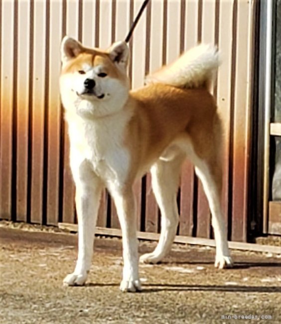 秋田犬【・男の子・2020年12月6日・力強い赤毛🌹】「暁角です🌹スタイルandルックスが抜群です♪」