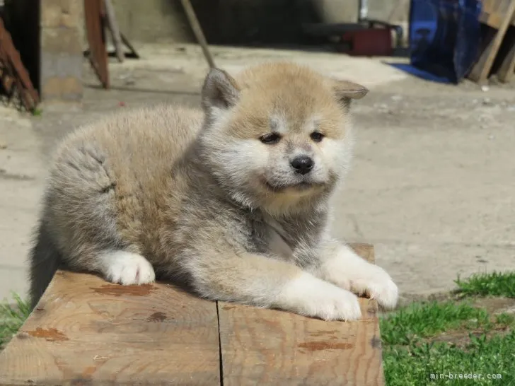 ID：2205-01055の子犬