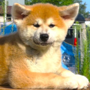 秋田犬【秋田県・男の子・2024年6月5日・赤毛】の写真「日本海の夕焼け🟠のような赤毛の男の子🟠」