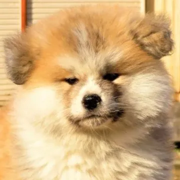 秋田犬すーちゃん 角館民泊「縁enishi」営業部長 | . 秋田犬すー