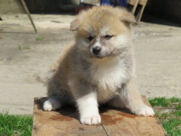 秋田犬【秋田県・男の子・2022年4月5日・赤毛】の写真「健康で顔貌の良い🅰男子😎」