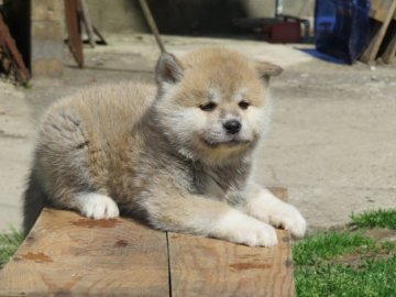 秋田犬【秋田県・男の子・2022年4月5日・赤毛】の写真「健康で顔貌の良い🅰眼力(めぢから)ありの男子😊」