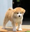 秋田犬【秋田県・女の子・2022年4月5日・赤毛】の写真1「５月１６日撮影①　質の高い犬です。⭕」