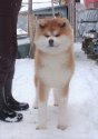 秋田犬【・女の子・2018年12月5日・赤毛】「とても穏やかで明るい性格で、優しいお母さんです！🌺」