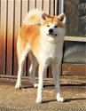 秋田犬【・男の子・2020年12月6日・力強い赤毛🌹】「暁角です🌹おおらかな性格です♪」