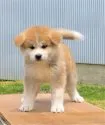 秋田犬【秋田県・女の子・2022年4月5日・赤毛】の写真4「５月１６日撮影④　質の高い犬です。⭕」