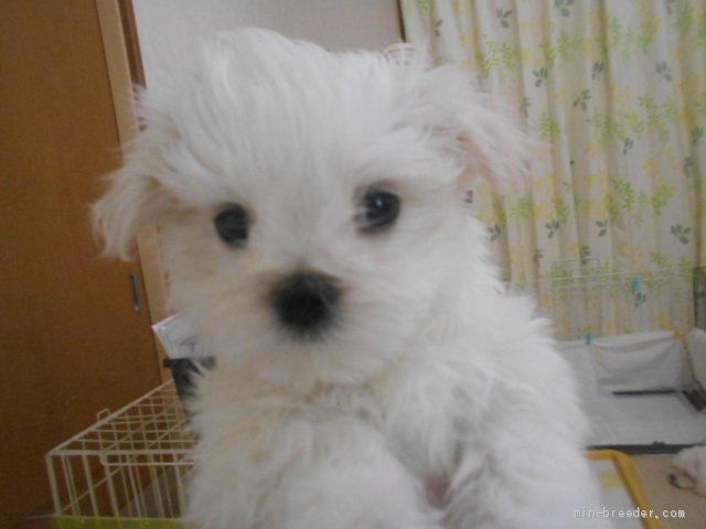 中村　光子(なかむら　みつこ)ブリーダー(東京都・マルチーズ・JKC登録)の紹介写真3