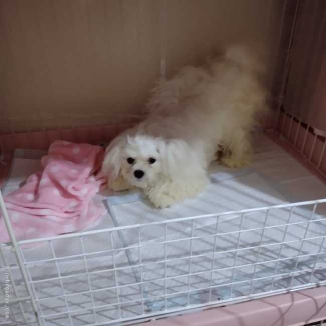 中村光子ブリーダーのブログ：3月生まれの男の子