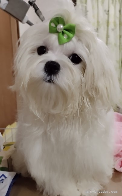中村光子ブリーダーのブログ：一緒に