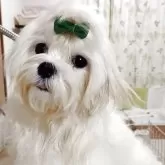 マルチーズ【東京都・男の子・2025年3月15日・ホワイト】の写真10「ミルクヤケ」