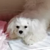 マルチーズ【東京都・男の子・2025年3月15日・ホワイト】の写真12