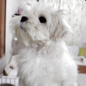マルチーズ【東京都・男の子・2025年3月15日・ホワイト】の写真「甘えん坊のかまってちゃん　可愛いんだけど～」
