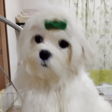 マルチーズ【東京都・男の子・2025年3月15日・ホワイト】の写真「甘えん坊のかまってちゃん　可愛いんだけど～」