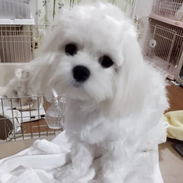 マルチーズ【東京都・女の子・2025年3月15日・ホワイト】の写真「パパはインターチャンピオン＋チャンピオン直子💗」