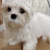 マルチーズ