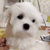 マルチーズ