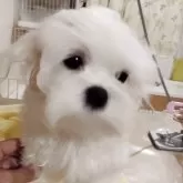 マルチーズ