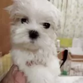マルチーズ