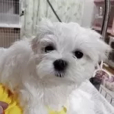 マルチーズ