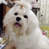 マルチーズ