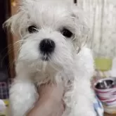 マルチーズ