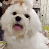 マルチーズ【東京都・男の子・2025年3月15日・ホワイト】の写真2