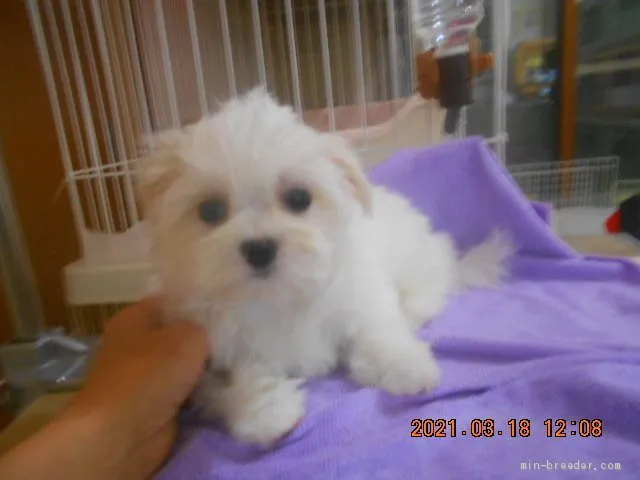 ID：2103-01522の子犬