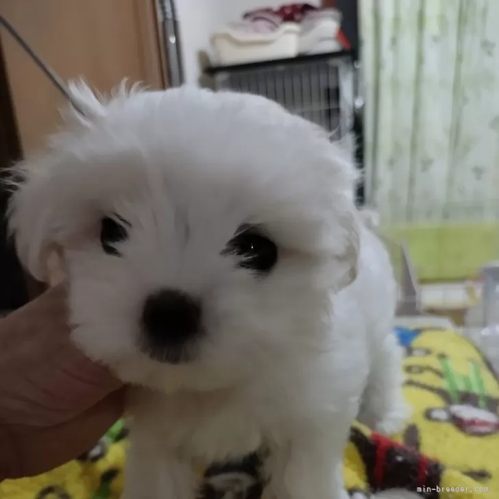 ID:2408-02281の子犬