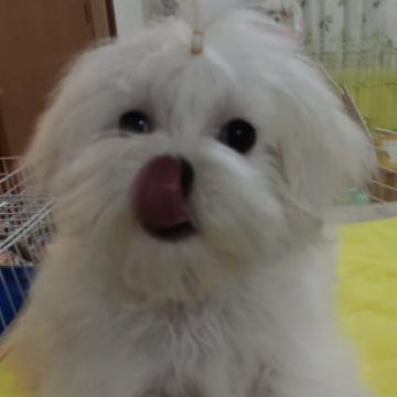 マルチーズ【東京都・女の子・2022年8月26日・ホワイト】の写真「混合ワクチン終わってます」