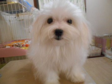 マルチーズ【東京都・男の子・2019年8月3日・ホワイト】の写真「抱っこ大好き甘えん坊なかまってちゃん」