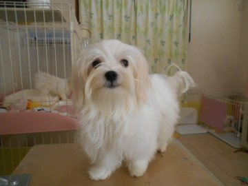 マルチーズ【東京都・男の子・2019年8月3日・ホワイト】の写真「甘えん坊の男の子　約2㎏」
