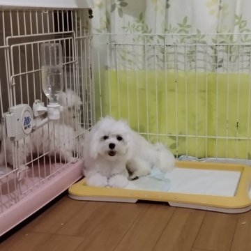マルチーズ【東京都・男の子・2023年12月19日・ホワイト】の写真「優しい男の子　あそぼーよ　　」