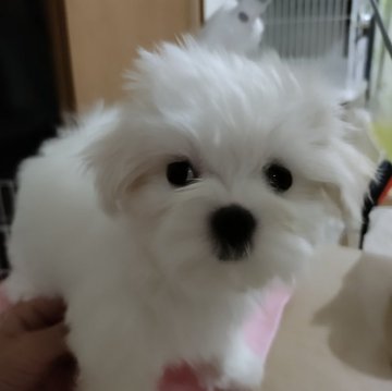 マルチーズ【東京都・女の子・2024年7月1日・ホワイト】の写真「ほぼ真っ白なかわいい女の子約1.5kg」
