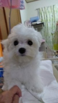 マルチーズ【東京都・男の子・2021年11月14日・ホワイト】の写真「パパはジャルダン出身！甘えん坊の男の子」