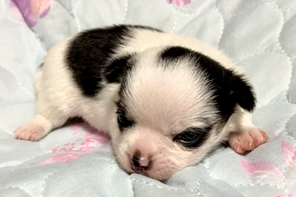 徳川美由紀ブリーダーのブログ：スクスク🎶ムチムチ🐾スヤスヤ💤