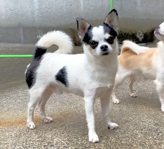 徳川美由紀ブリーダーのブログ：🐕 僕の名前 🐾