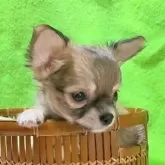 チワワ(ロング)【山口県・女の子・2025年10月27日・セーブル&ホワイト】の写真2