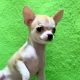 チワワ(スムース)【山口県・女の子・2025年5月8日・セーブル&ホワイト】の写真4