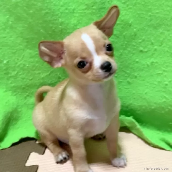 ID：2506-05344の子犬