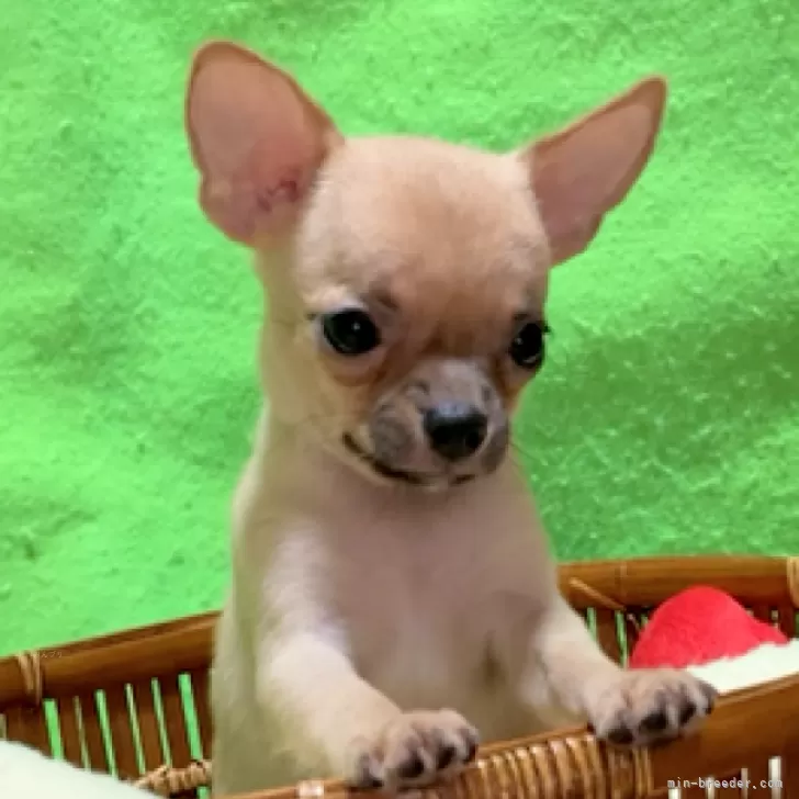 ID:2506-05341の子犬