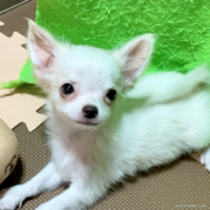 ブリーダー画像
