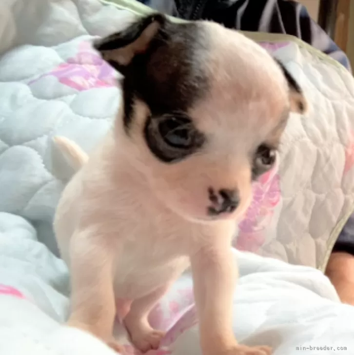 シロクロ 様のお迎えした子犬