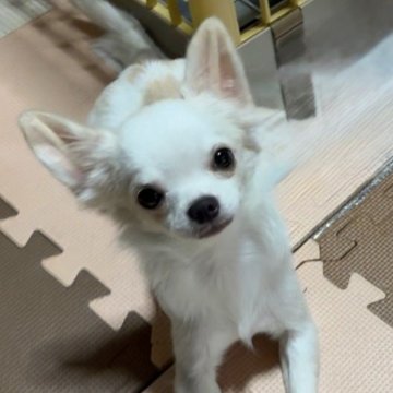 チワワ(ロング)【山口県・男の子・2025年5月11日・ホワイト&クリーム】の写真「✨🎄✨ X'mas ✨🎄スペシャルプライス❤️」