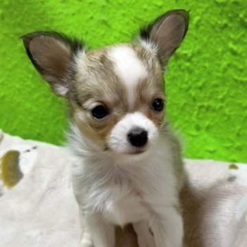 チワワ(ロング)【山口県・女の子・2025年10月27日・セーブル&ホワイト】の写真「✨🎄✨ X'mas ✨🎄スペシャルプライス❤️」