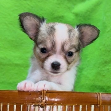 チワワ(ロング)【山口県・女の子・2025年10月27日・セーブル&ホワイト】の写真「✨🎄✨ X'mas ✨🎄スペシャルプライス❤️」